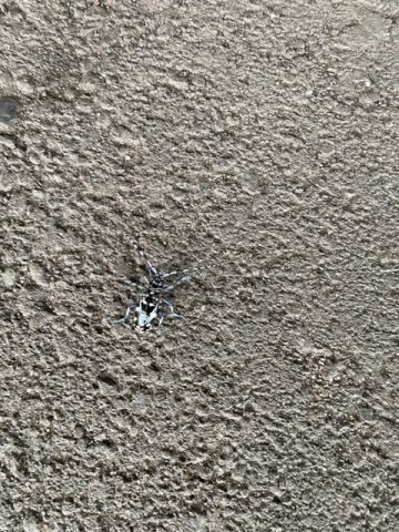 カミキリ虫