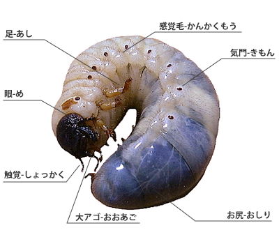 幼虫